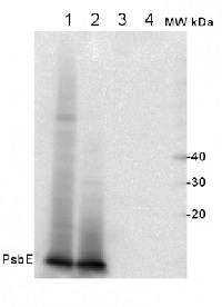 PsbE | Alfa subunit of Cytochrome b559 of PSII in the group Antibodies Plant/Algal  / Photosynthesis  / PSII (Photosystem II) at Agrisera AB (Antibodies for research) (AS06 112)
